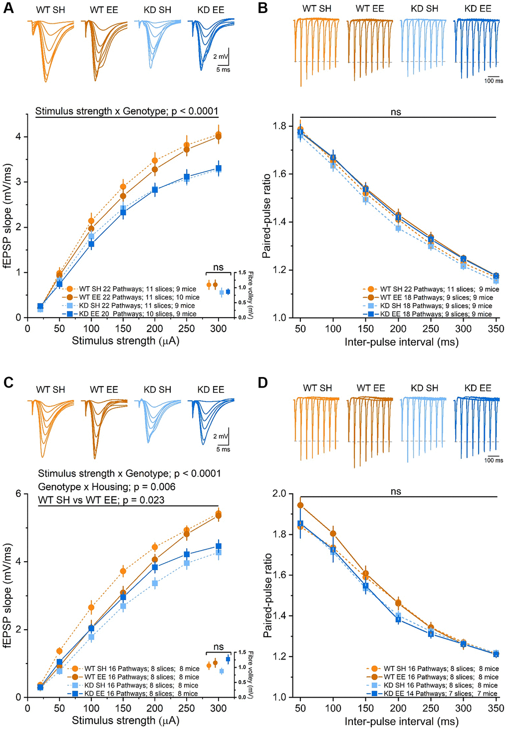 Basal synaptic transmission of stratum radiatum in area CA1 is affected in an experience- and MSK1-dependent manner. (A) The RM-ANOVA on the fEPSP Input/Output profile in the Adult groups with a within-factor as stimulus strength (20 to 300 μA) gave a significant effect (F(6,492) = 958.85, p p p = 0.001), but no significant interaction Genotype x Housing nor Housing alone. A comparison of the fibre volley amplitude across a subset of experiments (10–12 pathways from 7–9 slices and from 7–9 mice) where the fiber volley was measurable at 300 μA (inset, bottom right, data points offset for clarity) showed no significant (ns) effect of Genotype, Housing, or Genotype x Housing across groups. (B) The RM-ANOVA on the paired-pulse facilitation in the Adult groups with inter-pulse interval (50–350 ms) as a within-factor variable gave only a significant effect of interval (F(6,432) = 1229.1, p C) In the Aged groups there was a significant effect of stimulus strength (F(6,360) = 787.75, p p p p = 0.006). The simple main effect analysis revealed a significant difference between standard-housed and enriched WT mice (F(1,60) = 5.44, p = 0.023) and between standard-housed WT and MSK1 KD mice (F(1,60) = 33.51, p D) In the analysis of the paired-pulse facilitation data, there was only a significant effect of interval (F(6,348) = 614.28, p 