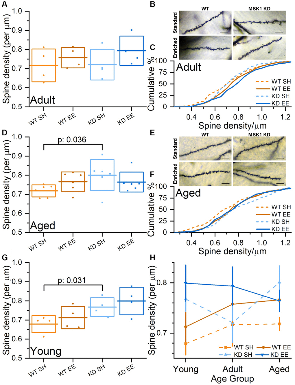 Experience-, age- and MSK1-dependent effects on CA1 stratum radiatum dendritic spine density. (A) In the Adult groups, when average CA1 stratum radiatum spine densities per animal are compared, there was a trend for enriched animals having greater spine density than standard-housed mice. (B) Representative Golgi images of secondary dendrites in stratum radiatum from CA1 pyramidal neurons across the four groups. Scale bars measure 10 μm. (C) Cumulative distribution of all spine density measurements across all groups showing rightward shifts of spine density in enriched groups. (D) In the Aged groups, when average CA1 stratum radiatum spine densities per animal are compared, there was a tendency for WT mice, but not MSK1 KD mice to show increased spine density after enrichment. (E) Representative Golgi images of secondary dendrites in stratum radiatum from CA1 pyramidal neurons across the four groups. Scale bars measure 10 μm. (F) Cumulative distribution of all CA1 stratum radiatum spine density measurements across all groups showing rightward shifts of spine density in enriched WT and standard-housed MSK1 KD mice. (G) Data from the Young groups are from Privitera et al., (2020) [36]. An across age group Univariate analysis with Genotype (WT or MSK1 KD), Treatment (SH or EE) and Age (Young, Adult and Aged) as independent variables revealed a main effect of Genotype (F(1,44) = 8.18, p: 0.006). A simple main Effects Analysis (Sidak correction) revealed a significant difference between standard-housed WT and MSK1 KD in the Young and Aged groups (F(1,44) = 4.96, p: 0.031 (G) and F(1,44) = 4.68, p: 0.036 (D), respectively confirming a previous report [34]. (H) A summary of CA1 stratum radiatum spine density changes across age, genotype and housing condition on a per animal basis (mean data from A, D, G). Enrichment consistently enhances spine density in WT mice. MSK1 KD mice typically have greater spine density, but the pattern over time, and the effects of enrichment are not correlated. In A, D, G, individual data points represent mean spine density values from individual animals (n = 4 (A, G) or 6 (D) mice), the horizontal line is the mean, and the box reflects ± 1 SD of the mean. In H data are presented as mean ± SEM. Additional CA1 stratum radiatum spine density data (per group and per animal) can be found in Supplementary Figure 3.