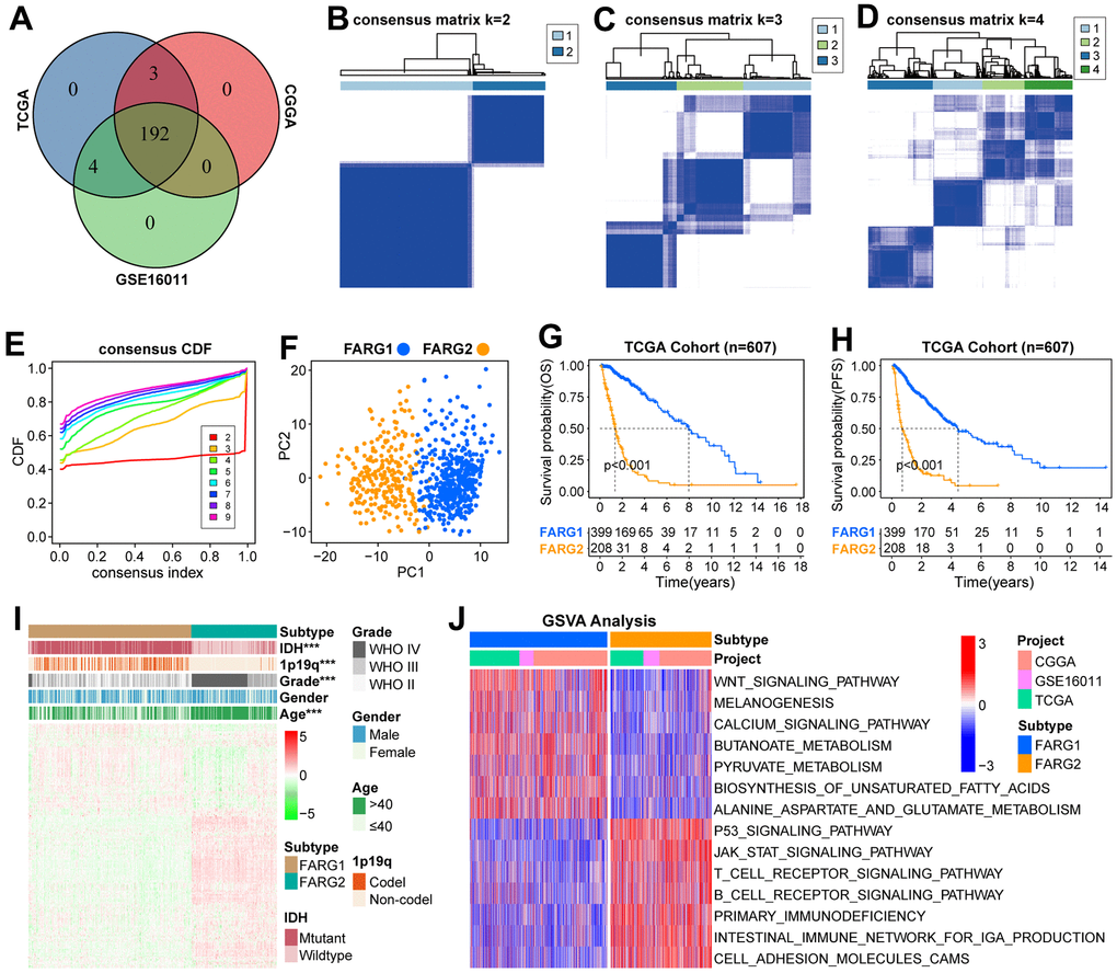 Novel molecular classification based on FARGs in TCGA cohort. (A) The intersection of 199 FARGs between TCGA, CGGA, and GSE16011 cohorts. (B–D) Consensus clustering matrix based on 192 FARGs for k=2, k=3, and k=4. (E) The optimal number of consensus clustering matrices is determined by the cumulative distribution function of the unsupervised consensus clustering algorithm. (F) Obvious differences in the transcriptomes between FARG1 and FARG2 subtypes were analyzed by principal component analysis (PCA). (G, H) K-M survival curves of glioma patients. (I) The distributions of five clinicopathological characteristics and 199 FARGs between FARG1 and FARG2 subtypes. (J) GSVA between FARG1 and FARG2 subtypes. Red and blue represent the relative activation and inhibition of the pathways, respectively. *P