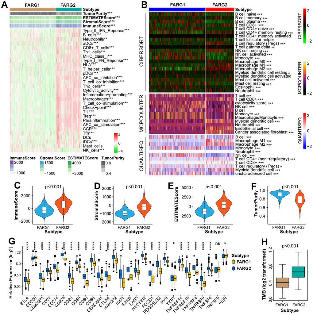 Immune-related analysis between FARG1 and FARG2 subtypes in the TCGA cohort. (A) Difference analysis of 29 immune signatures and four types of TME-related scores between FARG1 and FARG2 subtypes. (B) The difference in the content of immune cells was calculated by CIBERSORT, MCPCOUNTER, and QUANTISEQ algorithms between the two subtypes. (C–F) Difference analysis of TME-related scores between the two subtypes. (G) Difference analysis of ICPs between two subtypes. (H) Difference analysis of TMB between the two subtypes. *P