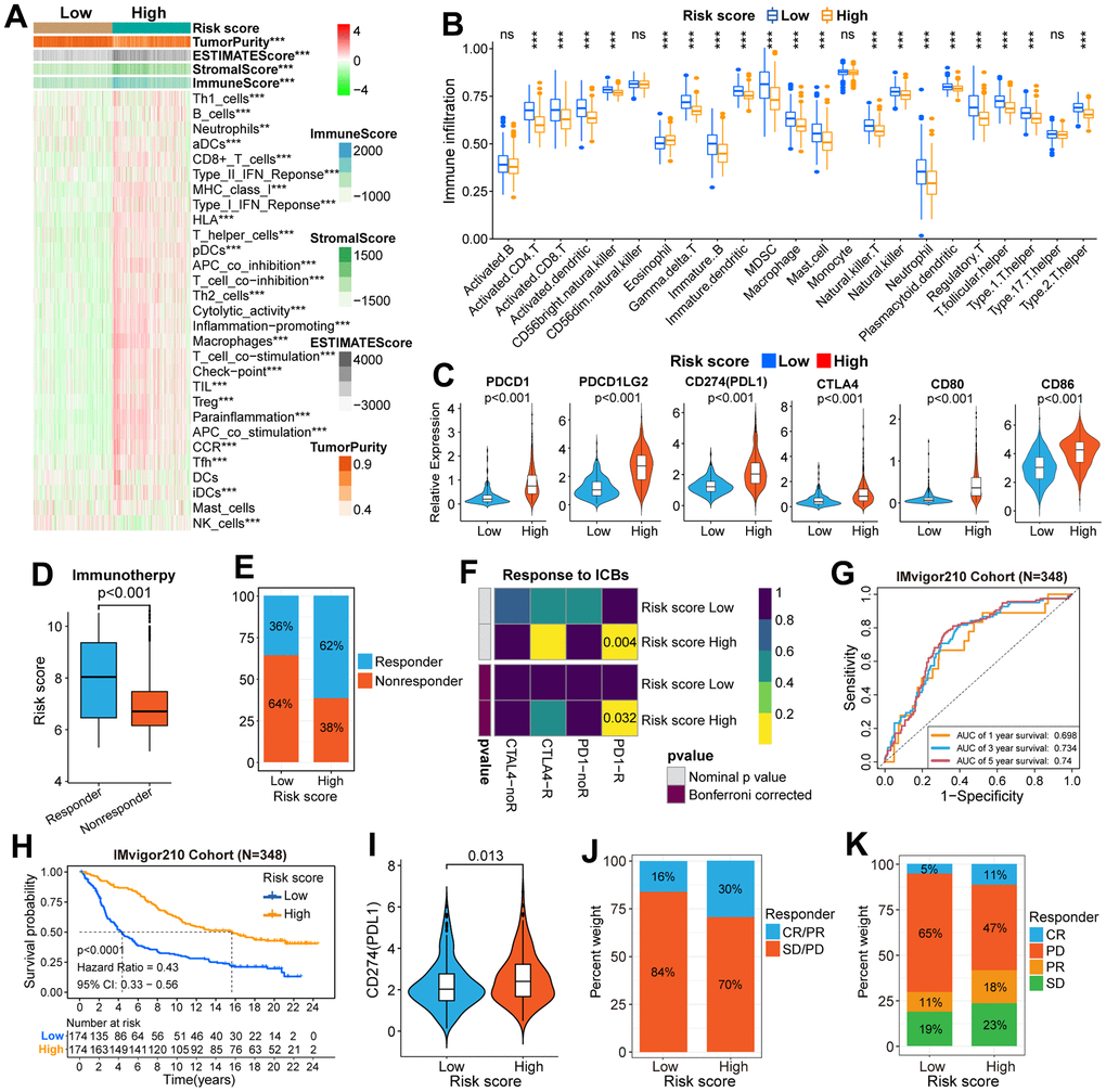 Immune-related analysis in the TCGA and IMvigor210 cohorts. (A) Difference analysis of immune signatures and four types of TME-related scores between high and low-risk groups in the TCGA cohort. (B) The difference in infiltration level of immune cells between high and low-risk groups. (C) Differential expression of six well-known ICPs between high and low-risk groups. (D) The difference in risk score between high and low-risk groups was stratified according to response to immunotherapy. (E) The difference in the distribution of responders and non-responders between the two risk groups. (F) The subgroup map predicted the response to ICB therapy between the two risk groups. (G) ROC curves verified the accuracy of the risk score in predicting the OS for patients in the IMvigor210 cohort. (H) The K-M survival curves of OS in patients between the high and low-risk groups. (I) Differential expression of CD274(PDL1) between high and low-risk groups. (J, K) Differences in the distribution of patients with and without response to ICI immunotherapy between high and low-risk groups. CR, complete response; PR, partial response; SD, stable disease; PD, progressive disease. CR/PR was identified as responders, and SD/PD was identified as non-responders. *P