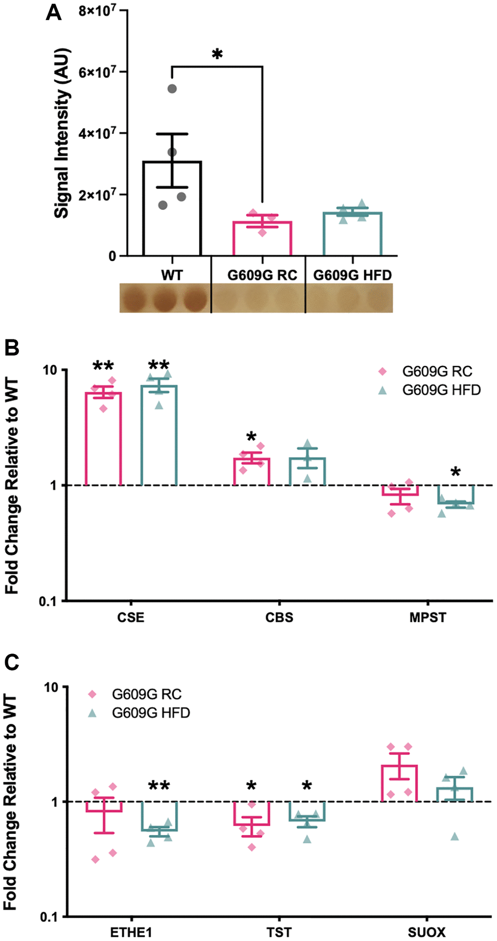 Gene expression of selected H2S production and removal enzymes. (A) Hepatic H2S production capacity assay assessed in protein lysates from WT, G609G RC and G609G HFD mice. Data quantified by densitometry analysis of lead acetate assay results. A representative image of the lead sulfide precipitate that form as the output of the lead acetate assay is shown beneath the plot. Darker precipitates indicate higher hepatic H2S producing enzymes Cse, Cbs, Mpst (B) and H2S disposal enzymes Ethe1, Tst and Suox (C) as measured by RT-qPCR. Relative expression values were calculated using the 2−ΔΔCt method. WT data shown in black, G609G RC in pink, G609G in Green. Statistical significance determined by one-sample t-test comparing the fold changes to a theoretical mean of one. Grubbs outlier test with alpha = 0.05 was performed, no outliers removed. Bars show mean values with error bars representing standard error of the mean. Abbreviations: Cse: Cystathionine-beta-lyase; Cbs: Cystathionine-Beta-synthase; Mpst: 3-Mercaptopyruvate Sulfurtransferase; Ethe1: Ethylmalonic encephalopathy 1 protein; Tst: Thiosulfate Sulfurtransferase; Suox: Sulfite Oxidase. *p **p 