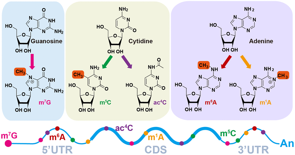 Diverse RNA modification patterns. m7G, N7-methylguanosine; m6A, N6-methyladenosine; ac4C, N4-acetylcytidine; m1A, N1-methyladenosine; m5C, N5-methylcytidine.
