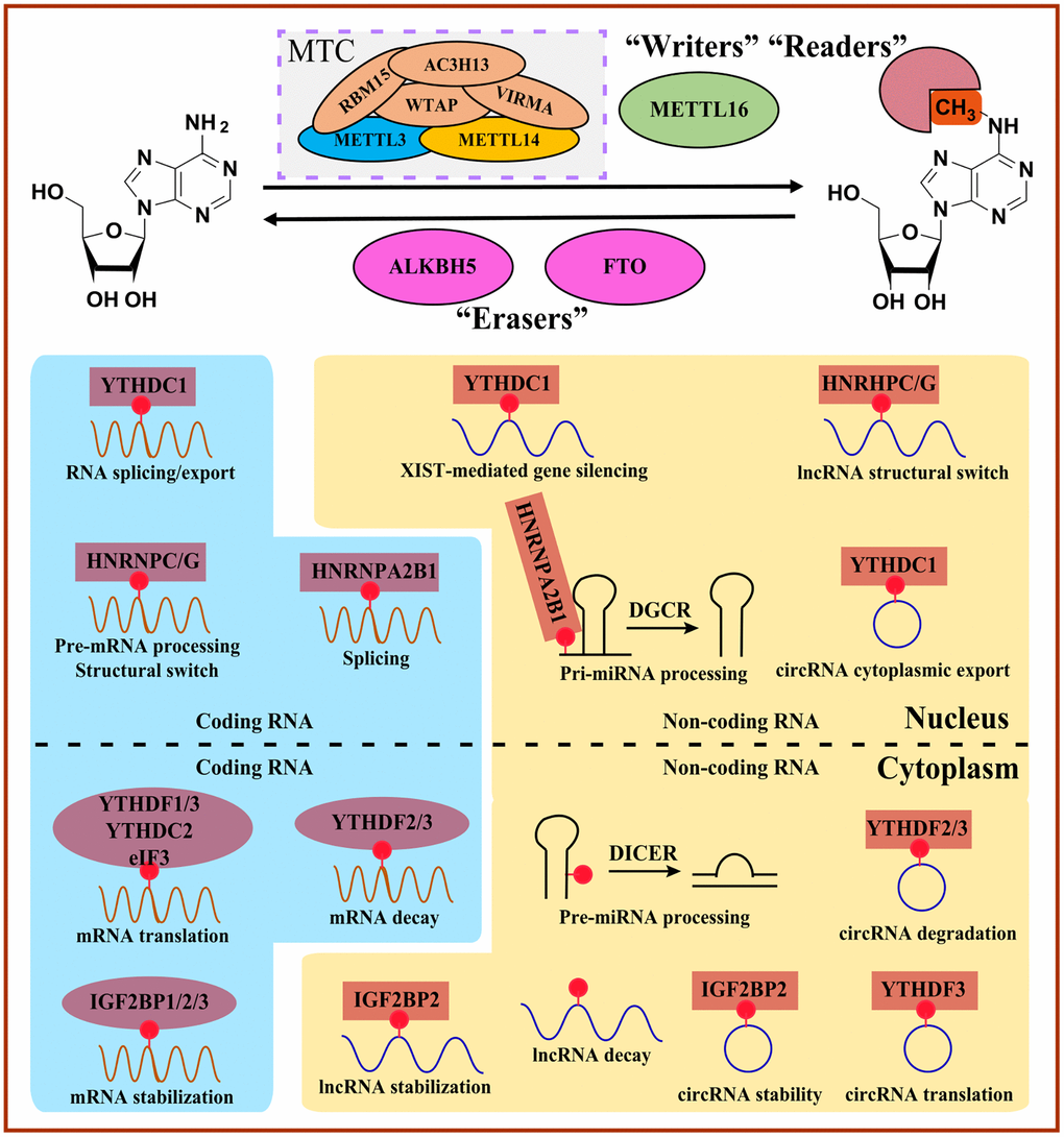 Overview of m6A-mediated RNA metabolism. “Writers” install m6A on coding RNAs and non-coding RNAs, whereas m6A can be reversibly removed by “Erasers”. Diverse m6A “Readers” determine the fate of m6A-modified RNAs involved in the structural switch, splicing, translocation, translation, and decay. MTC, methyltransferase complex.