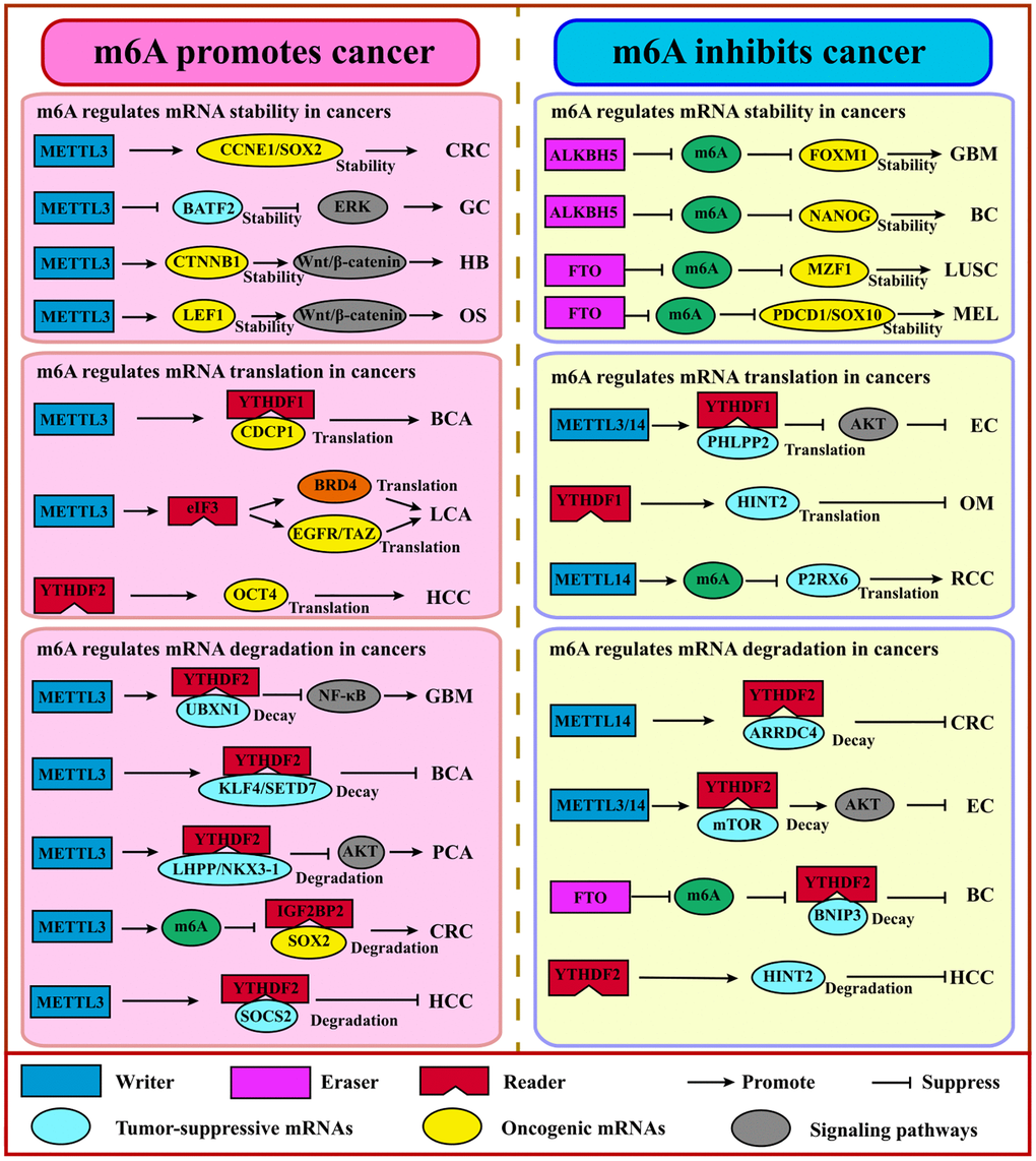 m6A regulates coding RNAs in cancers. Generally, m6A promotes cancer via the stabilization or translation of oncogenes and the degradation of tumor suppressor genes. Adversely, m6A suppresses cancer via the stabilization or translation of tumor suppressor genes, the degradation of the oncogene. Abbreviations: GBM: glioblastoma; GC: gastric cancer; HB: hepatoblastoma; OS: osteosarcoma; BCA: bladder cancer; LCA: lung cancer; HCC: hepatocellular cancer; PCA: prostate cancer; CRC: colorectal cancer; BC: breast cancer; LUSC: lung squamous cell carcinoma; MEL: melanoma; OM: ocular melanoma; RCC: renal cell carcinoma; EC: endometrial carcinoma.