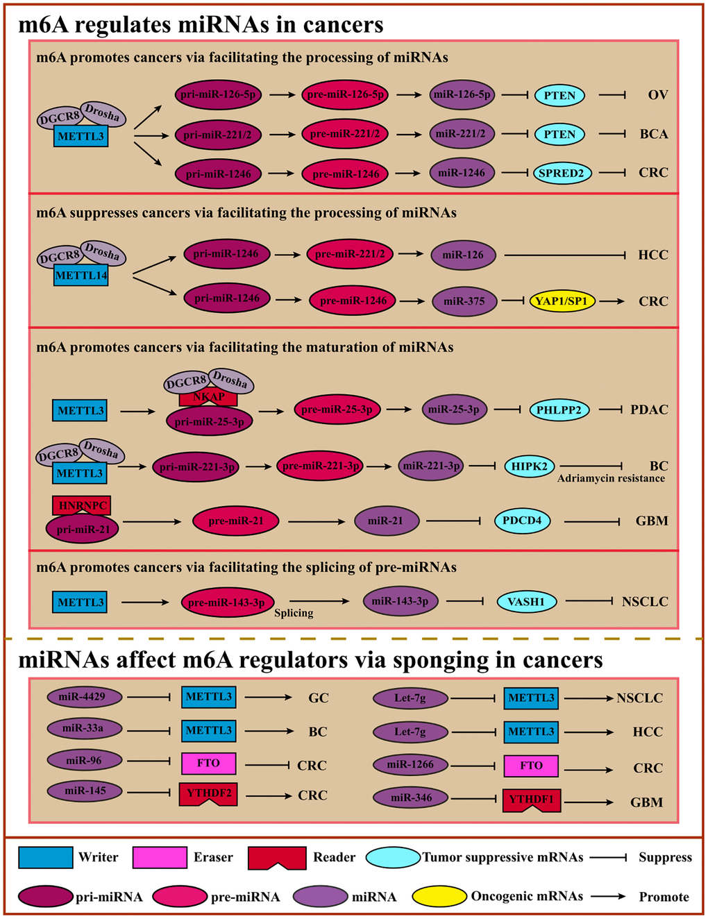 Crosstalk of m6A and miRNAs. m6A can modulate miRNA processing, maturating, or pre-miRNA splicing via “Writers” or “Readers” to inhibit or promote cancers. miRNAs regulate m6A regulators by sponging to affect m6A modification, suppressing or promoting cancers. Abbreviations: OV: ovarian cancer; BCA: bladder cancer; CRC: colorectal cancer; HCC: hepatocellular cancer; PDAC: pancreatic ductal adenocarcinoma; BC: breast cancer; GBM: glioblastoma; NSCLC: non-small cell lung cancer.