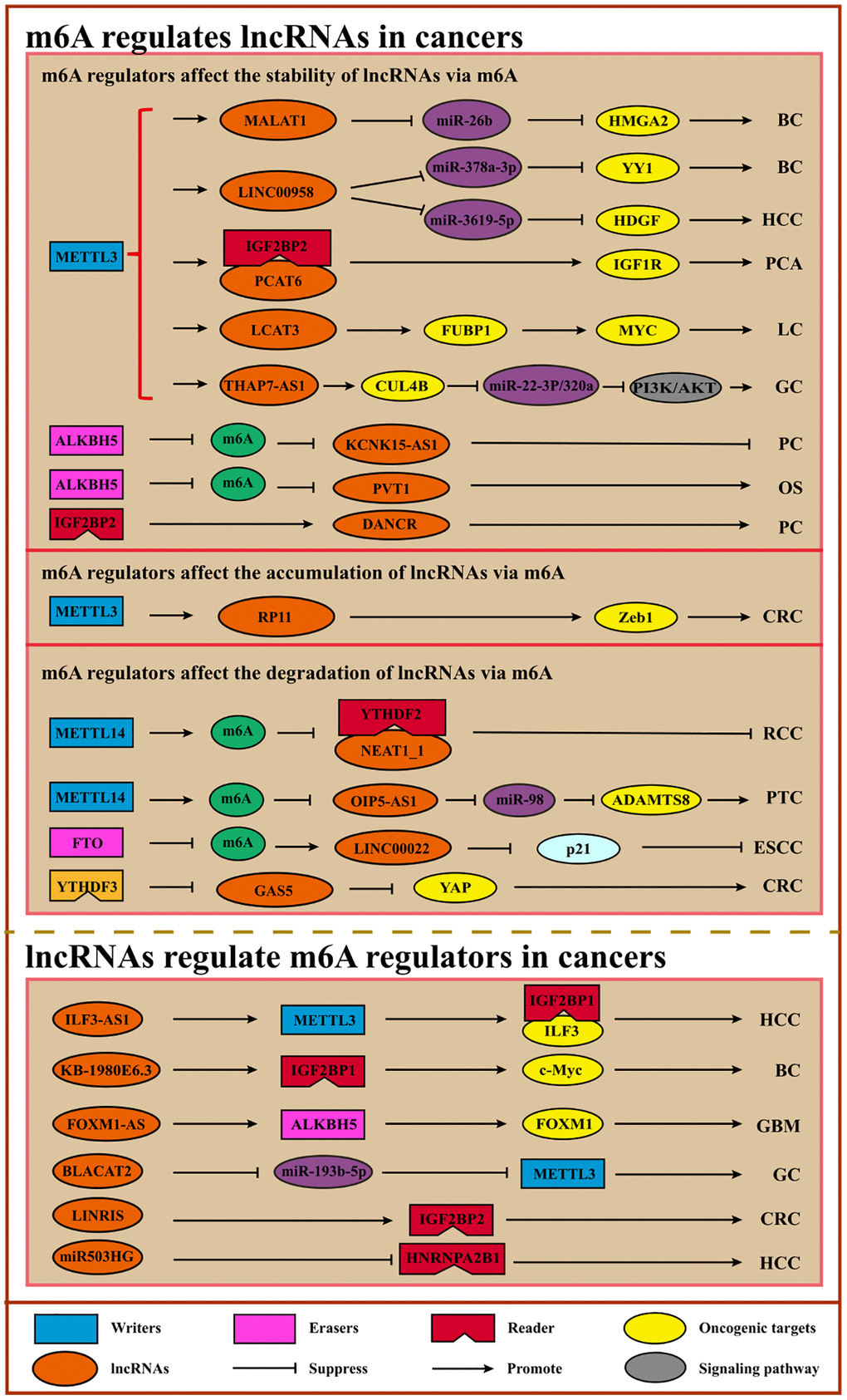 Interplays of m6A and lncRNAs. m6A can modulate the stability, degradation, or accumulation of lncRNAs to regulate cancer initiation, progression, and therapy. Conversely, lncRNAs can serve as ceRNAs to regulate m6A regulators via sponging miRNAs or interact directly with m6A regulators to facilitate or inhibit cancer. Abbreviations: BC: breast cancer; HCC: hepatocellular carcinoma; PCA: prostate cancer; LC: lung cancer; GC: gastric cancer; PC: pancreatic cancer; OS: osteosarcoma; CRC: colorectal cancer; RCC: renal cell carcinoma; PTC: papillary thyroid cancer; ESCC: esophageal squamous cell carcinoma; GBM: glioblastoma.