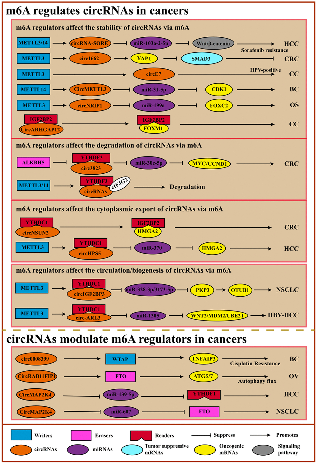 Crosstalk between m6A and circRNAs. m6A facilitates the circulation, accumulation, translocation, translation, or degradation of circRNA to promote or suppress cancers via diverse cancer-associated signaling pathways or tumor-related oncogene/suppressors. On the contrary, circRNAs regulate m6A regulators like lncRNAs.