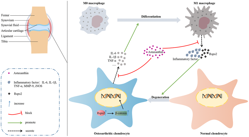 Molecular mechanism diagram.