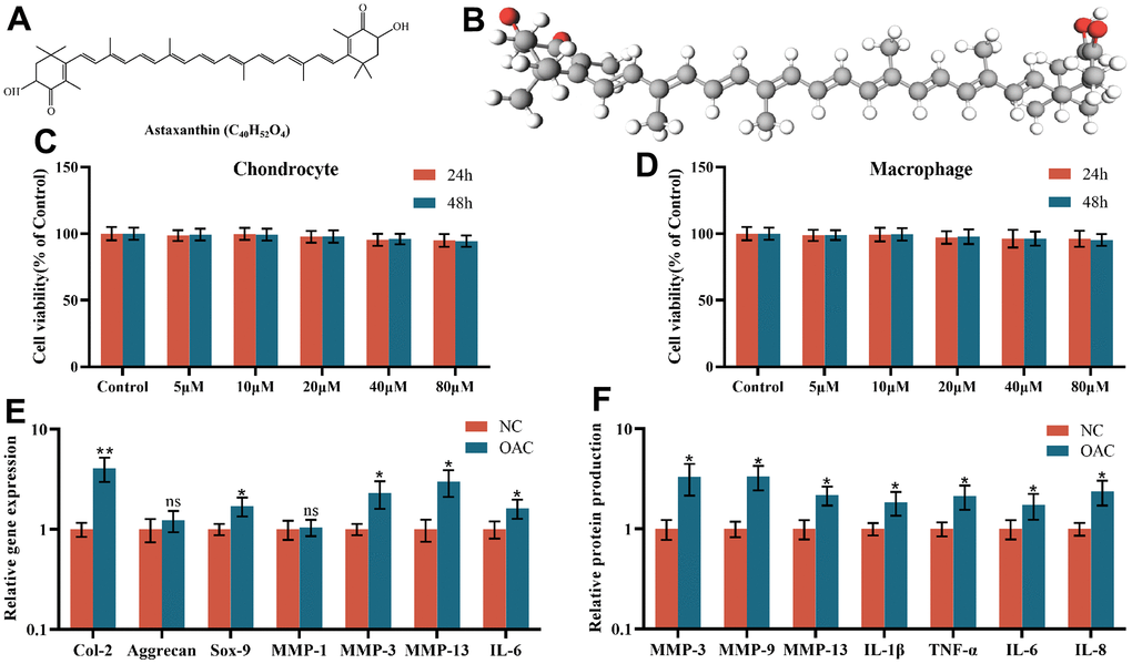 (A) The chemical structure of astaxanthin. (B) Three-dimensional (3D) structure of astaxanthin. (C) The cytotoxic effect of astaxanthin (5, 10, 20, 40, and 80 μM) exposure for 24 and 48 h on chondrocytes was determined using a CCK8 assay. (D) The cytotoxic effect of astaxanthin (5, 10, 20, 40, and 80 μM) exposure for 24 and 48 h on macrophages was determined using a CCK8 assay. (E) Relative gene expression of osteoarthritic chondrocytes (OACs) and normal chondrocytes (NCs). (F) Relative protein expression of osteoarthritic chondrocytes (OACs) and normal chondrocytes (NCs). The data are represented as the mean ± S.D. of three independent experiments (n = 3). ns: Not significant vs NC group; *p p 