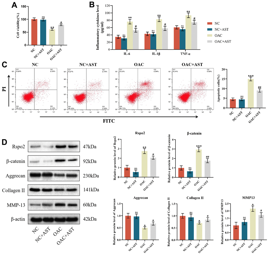 Effects of astaxanthin on normal chondrocytes (NCs) and osteoarthritic chondrocytes (OACs). (A) Effect of astaxanthin on the activity of NCs and OAC cells detected by CCK8. (B) Effect of astaxanthin on the levels of inflammatory factors (IL-6, IL-1β, and TNF-α) in NCs and OACs detected by ELISA. (C) Effect of astaxanthin on the apoptosis rate of NCs and OACs detected by flow cytometry with annexin V-FITC/PI analysis. (D) Western blot was used to detect the effect of astaxanthin on the expression of NC- and OAC-related proteins. The data are represented as the mean ± S.D. of three independent experiments (n = 3). ns: Not significant vs NC group; *p p p #p ##p 