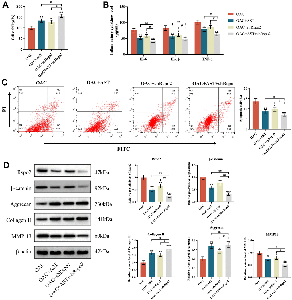 Astaxanthin abrogated the process of OA by inhibiting the Rspo2-related Wnt/β-catenin pathway. (A) Effect of astaxanthin, shRspo2 or astaxanthin combined with shRspo2 on the activity of OAC cells detected by CCK8. (B) Effect of astaxanthin, shRspo2 or astaxanthin combined with shRspo2 on the levels of inflammatory factors (IL-6, IL-1β, and TNF-α) in OACs detected by ELISA. (C) Effect of astaxanthin, shRspo2 or astaxanthin combined with shRspo2 on the apoptosis rate of OAC cells detected by flow cytometry with annexin V-FITC/PI analysis. (D) Western blotting was used to detect the effect of astaxanthin, shRspo2 or astaxanthin combined with shRspo2 on the expression of OAC-related proteins. The data are represented as the mean ± S.D. of three independent experiments (n = 3). *p p p #p ##p 