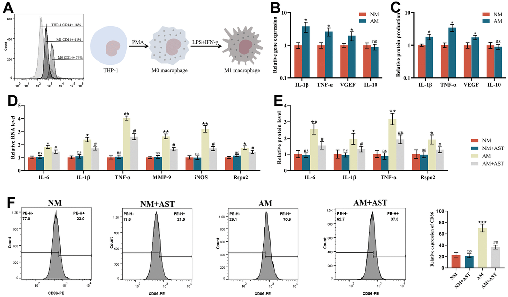 Effects of astaxanthin on M0 macrophages (NM) and proinflammatory M1 macrophages (AM). (A) Verification of the differentiation from THP-1 cells to resting M0 macrophages (NM) and proinflammatory M1 macrophages (AM) via flow cytometry analysis of CD14 cell surface expression. (B) The relative gene expression of M0 macrophages (NM) and proinflammatory M1 macrophages (AM) was measured by qRT-PCR. (C) The relative protein expression of M0 macrophages (NM) and proinflammatory M1 macrophages (AM) was detected by ELISA. (D) Effect of astaxanthin on M0 macrophages (NM) and proinflammatory M1 macrophages (AM) measured by qRT-PCR. (E) Effect of astaxanthin on M0 macrophages (NM) and proinflammatory M1 macrophages (AM) detected by ELISA. (F) Flow cytometry was used to detect the expression of CD86 (CD86 is a special surface phenotype marker of M1 macrophages).
