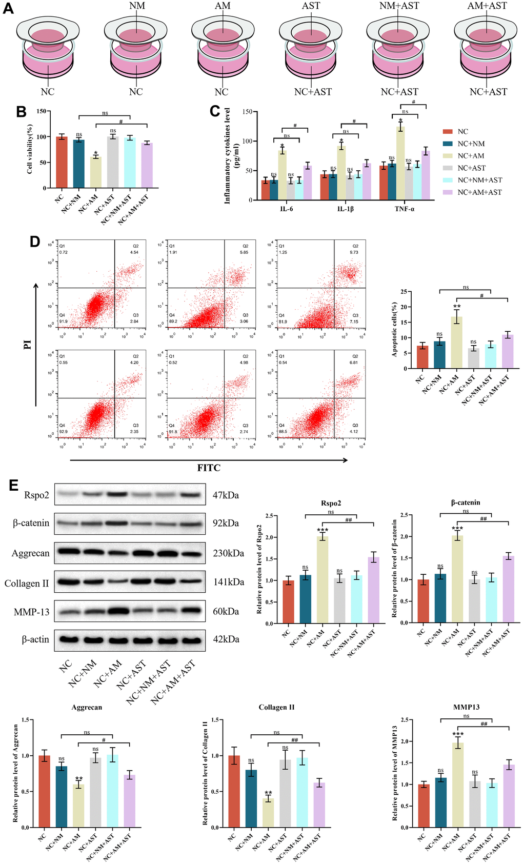 The effects of macrophage coculture on NCs. (A) NC indicates normal chondrocytes cultured alone, NC+NM indicates coculture of normal chondrocytes with M0 macrophages, NC+AM indicates coculture of normal chondrocytes with M1 macrophages, NC+AST indicates normal chondrocytes with astaxanthin, NC+NM+AST indicates coculture of normal chondrocytes with M0 macrophages with astaxanthin, and NC+AM+AST indicates coculture of normal chondrocytes with M1 macrophages with astaxanthin. (B) CCK8 was used to detect the activity of chondrocytes in each group. (C) The levels of chondrocyte inflammatory factors (IL-6, IL-1β, and TNF-α) in each group were detected by ELISA. (D) Apoptosis rate of chondrocytes in each group was detected by flow cytometry with annexin V-FITC/PI analysis. (E) Western blot was used to detect the expression level of chondrocyte-related proteins in each group. The data are represented as the mean ± S.D. of three independent experiments (n = 3). ns: Not significant; *p p p #p ##p 