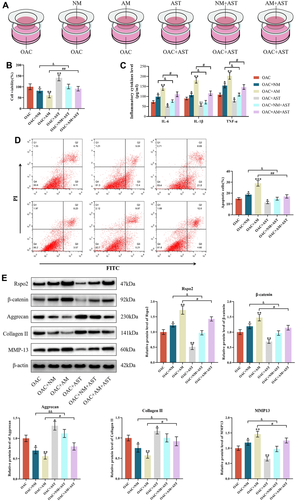 The roles of macrophage coculture in OACs. (A) OAC indicates osteoarthritic chondrocytes cultured alone, OAC+NM indicates coculture of osteoarthritic chondrocytes with M0 macrophages, OAC+AM indicates coculture of osteoarthritic chondrocytes with M1 macrophages, OAC+AST indicates osteoarthritic chondrocytes with astaxanthin, OAC+NM+AST indicates coculture of osteoarthritic chondrocytes with M0 macrophages with astaxanthin, and OAC+AM+AST indicates coculture of osteoarthritic chondrocytes with M1 macrophages with astaxanthin. (B) CCK8 was used to detect the activity of chondrocytes in each group. (C) The levels of chondrocyte inflammatory factors (IL-6, IL-1β, and TNF-α) in each group were detected by ELISA. (D) Apoptosis rate of chondrocytes in each group was detected by flow cytometry with annexin V-FITC/PI analysis. (E) Western blot was used to detect the expression level of chondrocyte-related proteins in each group. The data are represented as the mean ± S.D. of three independent experiments (n = 3). ns: Not significant; *p p p &p &&p #p ##p 