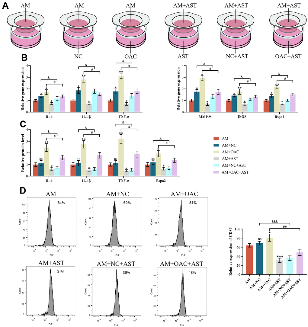 The effects of chondrocyte coculture on AMs. (A) AM indicates M1 macrophages cultured alone, AM+NC indicates coculture of M1 macrophages with normal chondrocytes (NC), AM+OAC indicates coculture of M1 macrophages with osteoarthritic chondrocytes, AM+AST indicates M1 macrophages with astaxanthin, AM+NC+AST indicates coculture of M1 macrophages with normal chondrocytes (NC) with astaxanthin, and OAC+AM+AST indicates coculture of osteoarthritic chondrocytes with M1 macrophages with astaxanthin. (B) qRT-PCR was used to detect the expression of IL-6, IL-1β, TNF-α, MMP-9, iNOS, and Rspo2 in macrophages. (C) ELISA was used to detect the expression levels of IL-6, IL-1β, TNF-α, and Rspo2 in macrophages of each group. (D) Flow cytometry was used to detect the expression of CD86 (CD86 is a special surface phenotype marker of M1 macrophages). The data are represented as the mean ± S.D. of three independent experiments (n = 3). ns: Not significant; *p p p &p &&&p #p ##p 