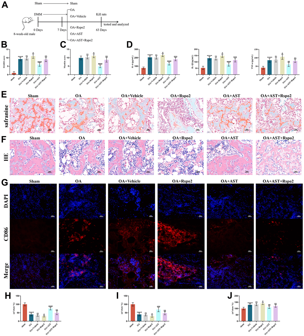 Astaxanthin inhibited the development of OA by blocking Rspo2 in an in vivo DMM model. (A) A graphic scheme of OA induction and AST administration. (B) The joint lesions were evaluated by the OARSI scoring system. (C) The joint lesions were evaluated by the Mankin scoring system. (D) ELISA was used to detect the expression of IL-6, IL-1β, and TNF-α in joint cavity effusion. (E, H) The cartilage tissues were analyzed via Safranin O staining. (F, I) The cartilage tissues were analyzed via HE staining. (G, J) Immunofluorescence staining for CD86. The data are represented as the mean ± S.D. of three independent experiments (n = 8). ns: Not significant; ****p #p ##p ###p ####p &&p &&&p 