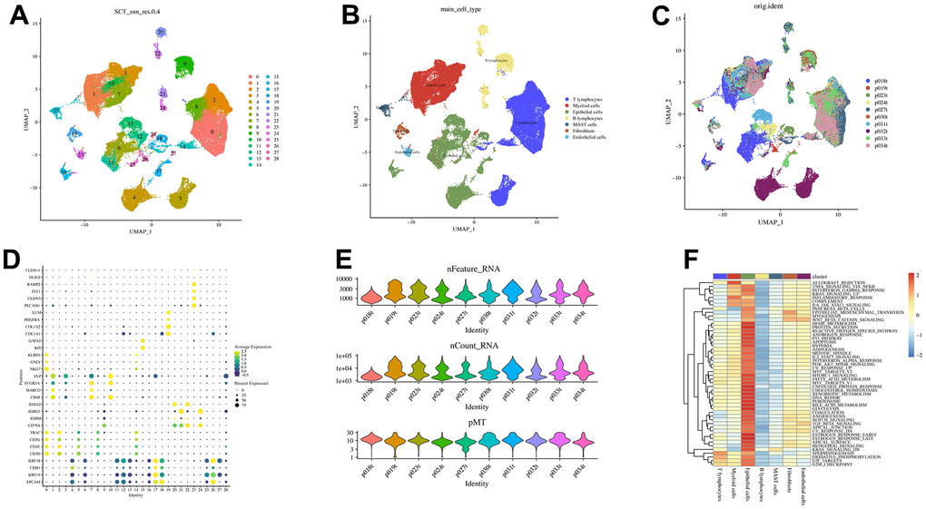 Visualization of scRNA-seq data from 10 LUAD patients. (A) The U-MAP algorithm identified 29 cell subsets. (B) Seven cell types were identified based on marker genes. (C) UMAP plot of 62,115 cells, colored by patients. (D) Marker genes for different cell subsets. (E) Quality control results. (F) Association between cell subsets and Hallmarkers.