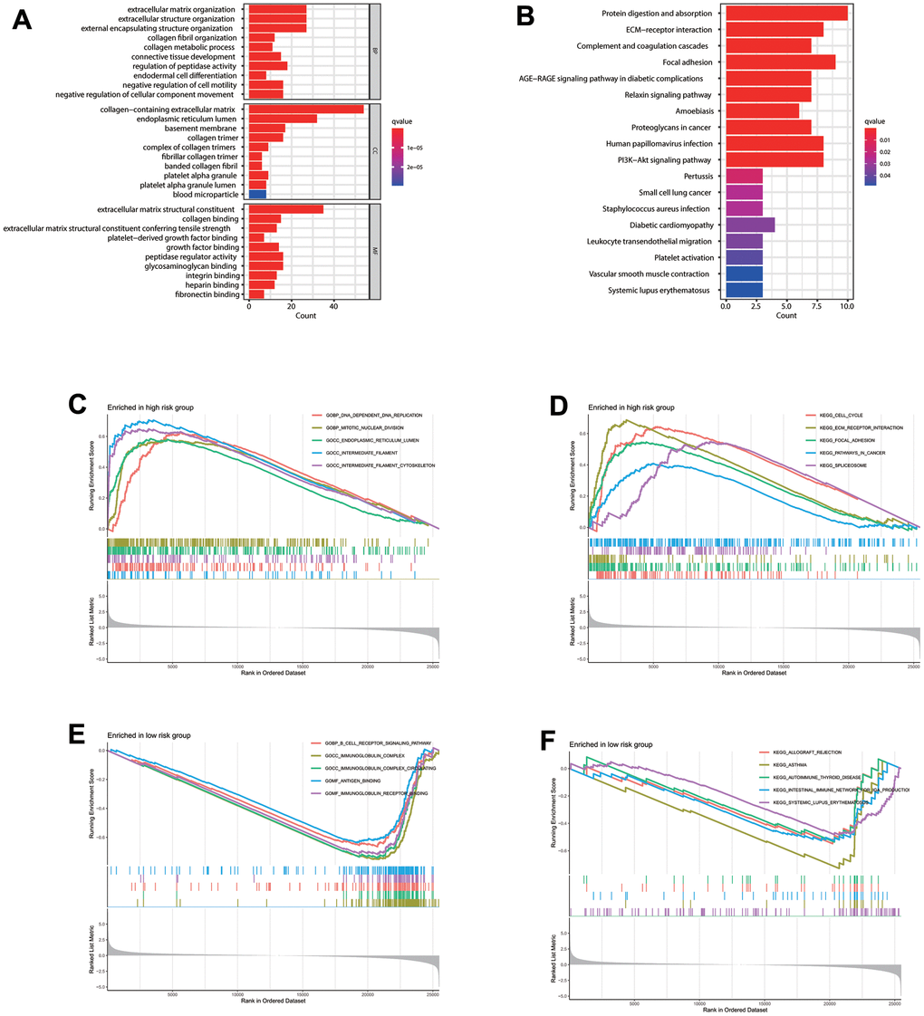 Enrichment analysis. (A) GO and (B) KEGG enrichment analysis of 120 CAFs-related genes. Gene Set Enrichment Analysis (GSEA) analysis for patients in the (C, D) high- and (E, F) low-risk groups.