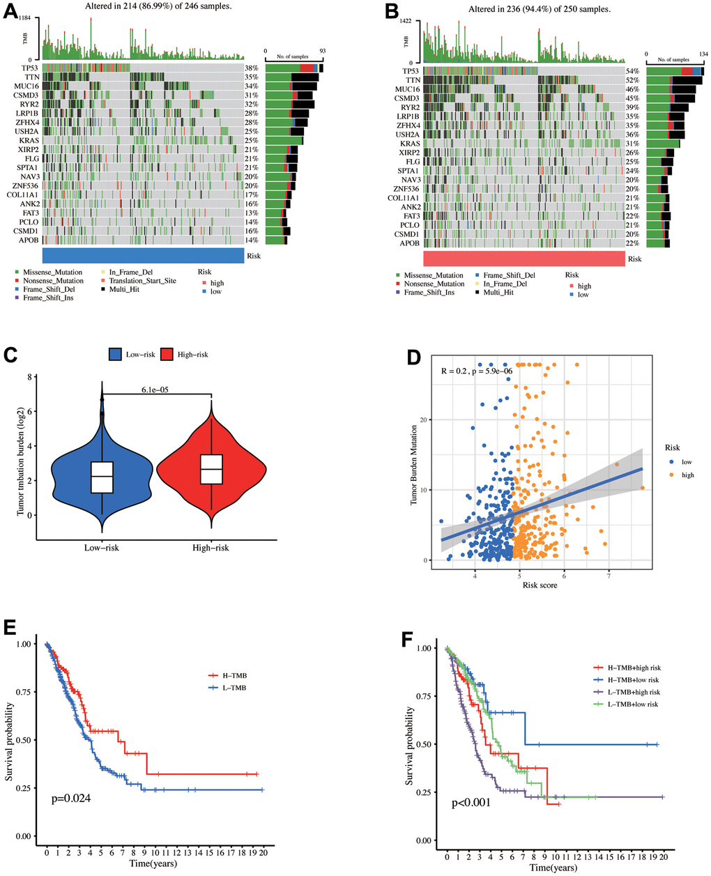 Mutation analysis between the high- and low-risk groups. The mutational landscapes of the (A) high- and (B) low-risk groups. (C) TMB level comparison between high- and low-risk groups. (D) Correlation between risk score and TMB. (E) K-M curves for high and low TMB levels. (F) K-M curves for the patients stratified by risk score and TMB.