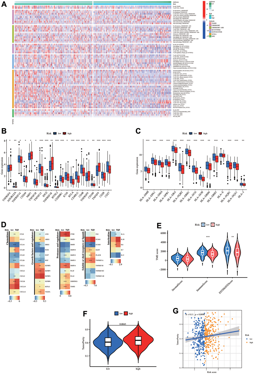 Tumor microenvironment (TME) analysis. (A) The heatmap displays the differences in the number of immune cells among the eight algorithms. Differential expression of (B) immune checkpoint-related genes, (C) MHC-related genes, and other (D) Tumor-related gene sets between high- and low-risk groups. (E) Estimate score differences between the high- and low-risk groups. (F) Tumor purity differences between the high- and low-risk groups. (G) Correlation between risk-score and tumor purity.