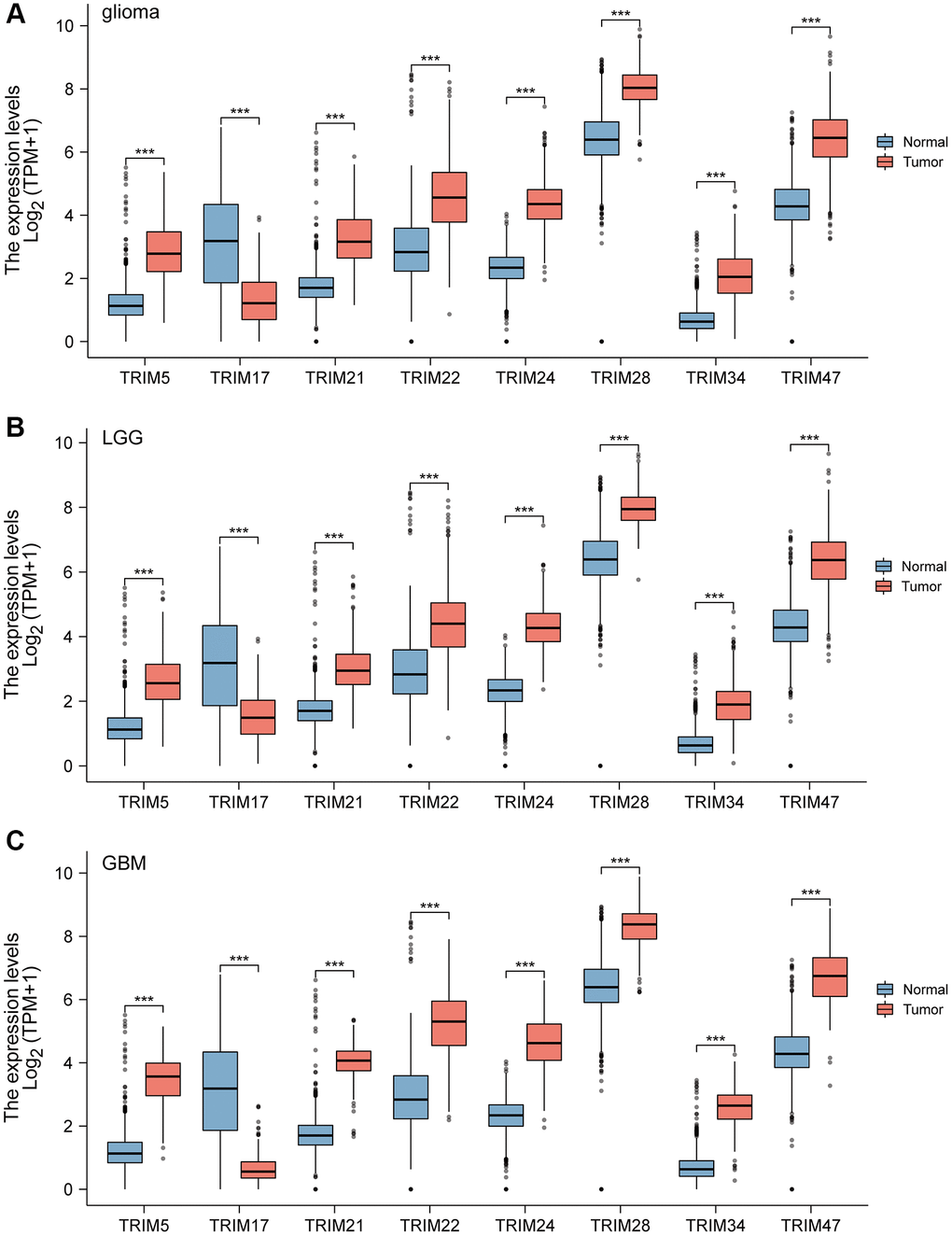 The mRNA expression of diverse Tripartitemotif (TRIM) 5/17/21/22/24/28/34/47 in glioma tissues and normal tissues. mRNA expressions of TRIM5/21/22/24/28/34/47 are found to be over-expressed in glioma, LGG, and GBM tissues compared to normal samples. Whereas, the expression level of TRIM17 is lower in the glioma, LGG, and GBM tissues than in normal tissues (A–C). ns, p ≥ 0.05; *p **p ***p 