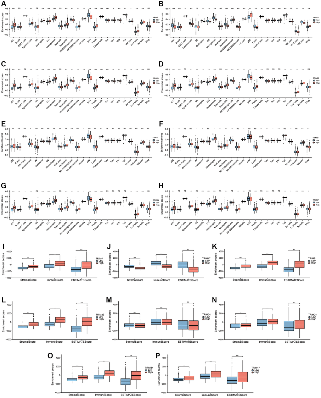 Immune infiltration landscapes of TRIM molecular family in gliomas. Correlation between TRIM family members' expression and 24 tumor-infiltrating immune cell types (A–H). Distribution of stromal score, immune score and ESTIMATE score in high- versus low-TRIM family expression groups (I–P). ns, p ≥ 0.05; *p **p ***p 