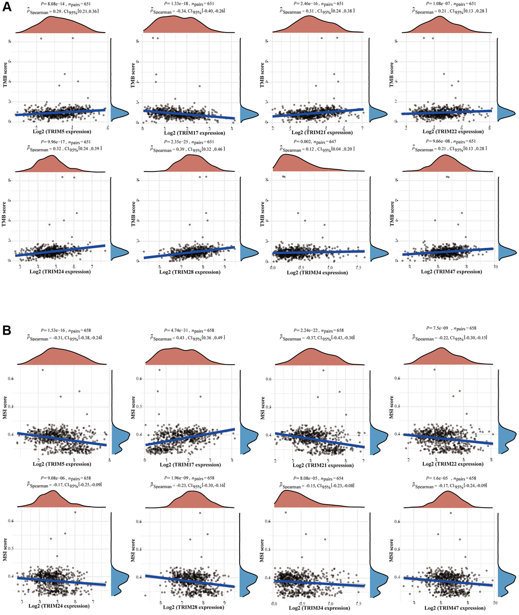 Correlation between the expression profiles of TRIM family members and TMB/MSI in gliomas. Relationship between TRIM family expression and TMB (A) or MSI (B). The horizontal axis in the figure represents the expression distribution of the genes, and the ordinate is the expression distribution of the TMB/MSI scores. The density curve on the right represents the distribution trend of the TMB/MSI score; the upper-density curve represents the distribution trend of the gene. Abbreviations: TMB: tumor mutational burden; MSI: microsatellite instability.
