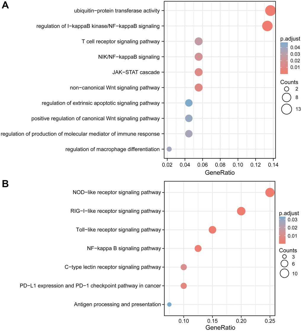 GO and KEGG enrichment analyses of TRIM family members and their co-expression genes in gliomas. Bubble charts of GO (A) and KEGG (B) terms. Abbreviations: GO: Gene Ontologies; KEGG: Kyoto Encyclopedia of Genes and Genomes.