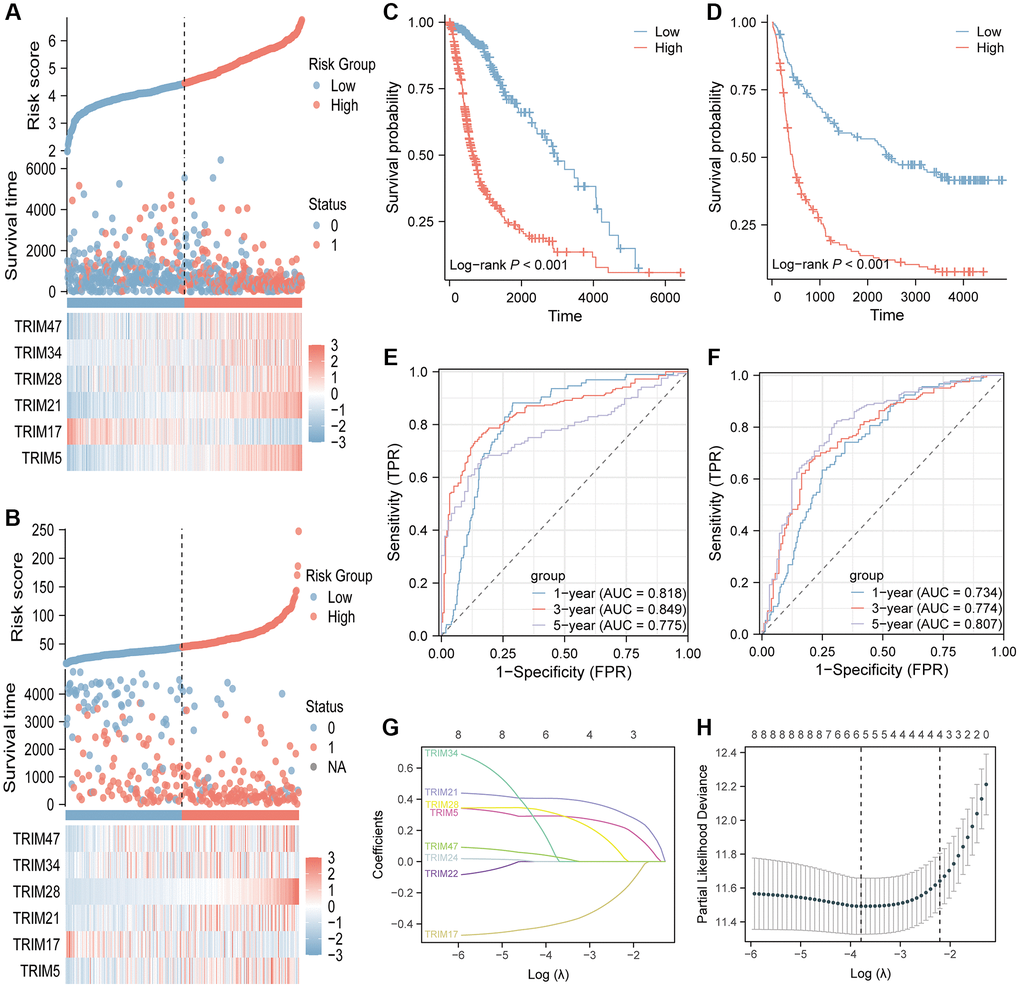 Identification and validation of the 6-gene risk signature. The risk score distribution, the survival status and overall survival time of patients and the expression of the six TRIM genes in testing (A) and validation (B) cohorts. Kaplan-Meier survival analysis in testing (C) and validation (D) cohorts suggested that high-risk group had poor OS than low risk group. Time-dependent ROC curves of the gene signature for predicting 1-year, 2-year, and 3-year overall survival in testing (E) and validation (F) cohorts. LASSO regression of the eight TRIM candidates (G). Cross-validation for tuning the parameter selection in the LASSO regression (H). LASSO, Least absolute shrinkage and selection operator.