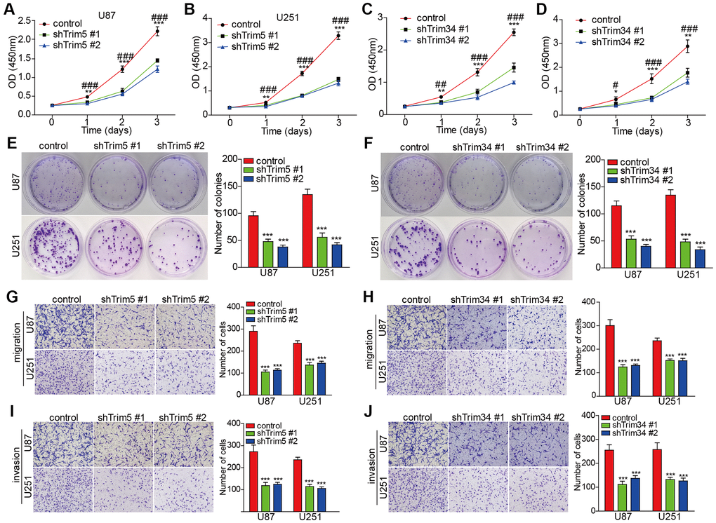 Knockdown of trim5 or trim34 attenuated the proliferation, invasion, and migration capabilities of glioma cells. (A–D) Cell proliferation was evaluated in U87 and U251 cells with or without Trim5 or Trim34 knockdown by CCK-8 assay, Trim5 or Trim34 shRNA #1 versus control shRNA, *P **P ***P #P ##P ###P E, F) Colony formation capability was examined in U87 and U251 cells with or without Trim5 or Trim34 knockdown by colony-formation assay, Trim5 or Trim34 shRNA versus control shRNA, *P **P ***P G–J) Cell migration and invasion ability was evaluated in U87 and U251 cells with or without Trim5 or Trim34 knockdown by transwell assay, Trim5 or Trim34 shRNA versus control shRNA, *p **p ***p 