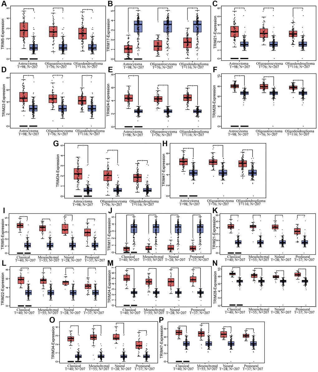 Correlation between TRIM family mRNA expression and different glioma tissue subtypes in patients. The mRNA expressions of TRIM family across LGG and GBM tissue subtypes (A–H), while mRNA expression of TRIM family across different glioma subtypes (I–P).