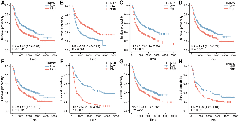 OS survival curves of glioma patients stratified by the expression level of TRIM family through CGGA database (A–H).