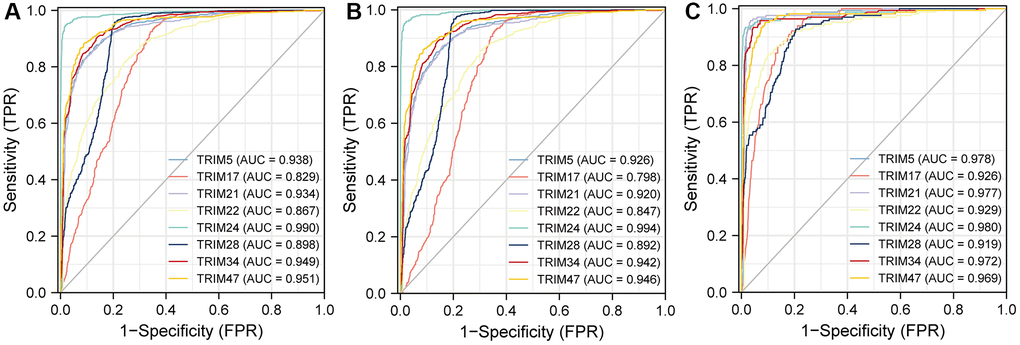 The area under the curve values for receiver operator characteristic (ROC) curves for TRIM family members across gliomas (A), LGG (B) and GBM (C).