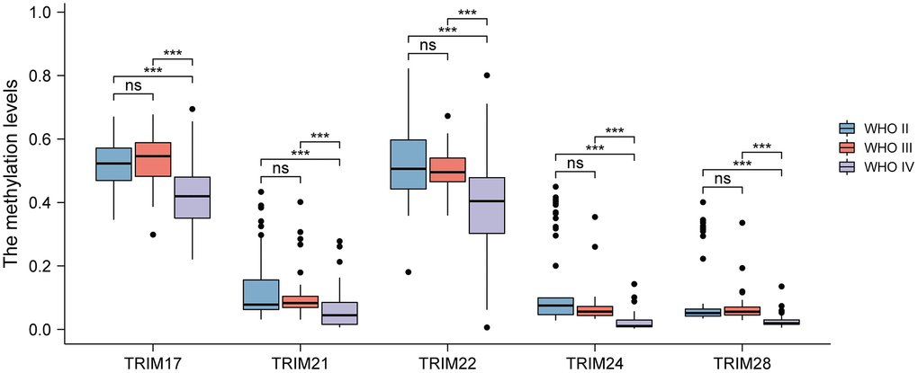 Analyses of the methylation level of the TRIM family in different WHO grades of gliomas. ns, p ≥ 0.05; *p **p ***p 