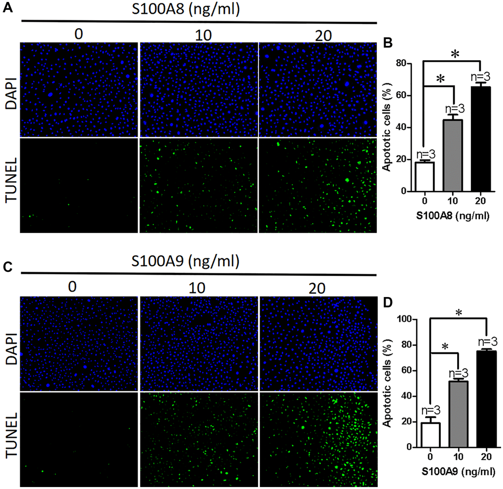 S100A8/A9 promotes apoptosis in NCM460 cells. (A) Representative images showing DAPI and TUNEL in NCM460 cells treated with S100A8 (0, 10, 20 ng/ml). (B) Summary data showing the percentage of apoptotic NCM460 cells after treated with S100A8. (C) Representative images showing DAPI and TUNEL in NCM460 cells treated with S100A9 (0, 10, 20 ng/ml). (D) Summary data showing the percentage of apoptotic NCM460 cells after treated with S100A9. DAPI: blue; 4′,6-diamidino-2-phenylindole. TUNEL: green; terminal deoxynucleotidyl transferase dUTP nick end labeling. *P 