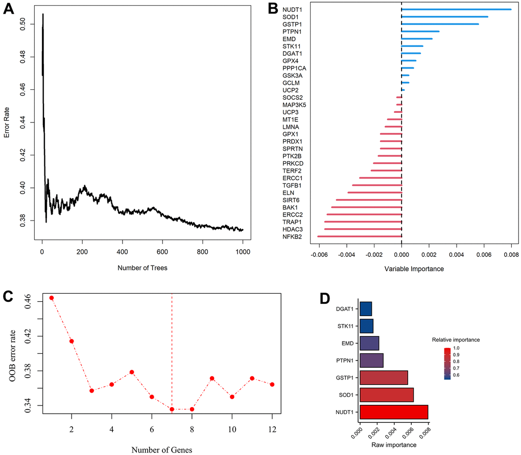 Modelling of aging-related genes (ARGs) prognostic signature. (A) Random survival forest algorithm for selecting hub ARGs. (B) The raw importance of the 32 candidate ARGs. (C) Weighted random forest (Ranger) was preformed to choose the optimization model with a lowest out of bag (OOB) error rate. (D) Seven ARGs with a relative importance greater than 0.52 were transferred to construct prognostic signature using COX regression model.