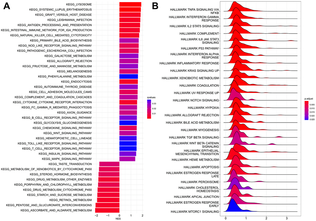 GSEA analyses between HRPS-group/high-risk group and LRPS-group/low-risk group. (A) KEGG analyses. (B) Analyses of hallmark pathways.