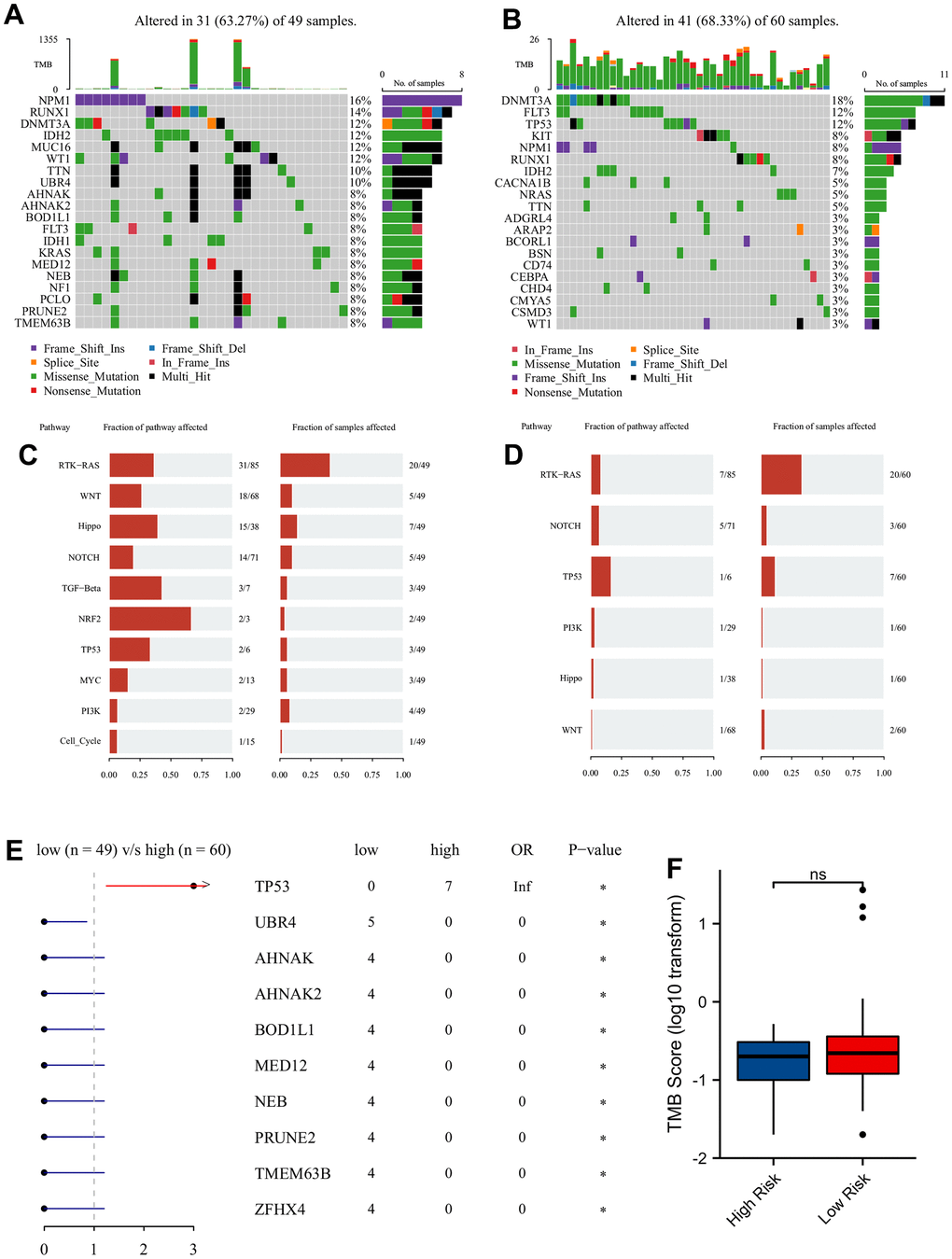 Mutation analysis of two different prognostic risk score groups. Oncoplot of top 20 high frequency of mutated genes in LRPS-group/low-risk group (A) and HRPS-group/high-risk group (B). The major mutation-enriched pathways in LRPS-group/low-risk group (C) and HRPS-group/high-risk group (D). Difference of mutated genes (E) and TMB score (F) in two different PRS groups.