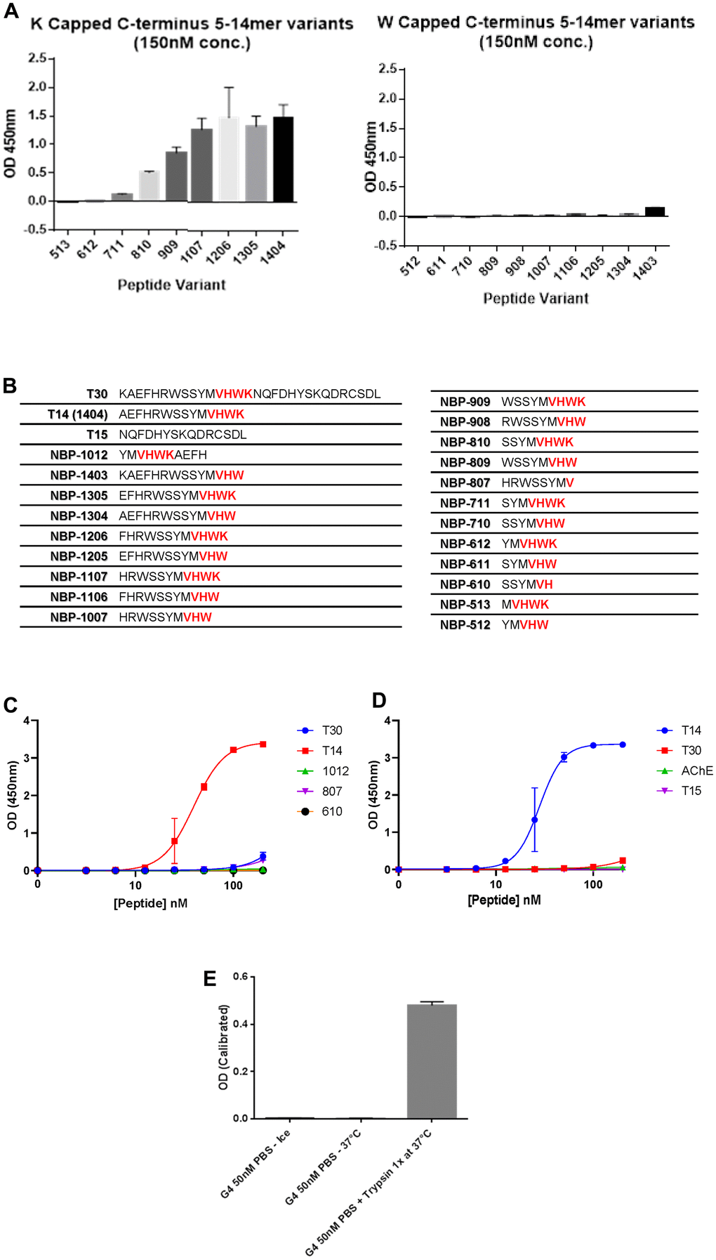 Specificity of T14 antibody. (A) Comparison of T14 antibody specificity using ELISA to detect peptides of various lengths with the C-terminus capped with W or K. (B) List of peptides used with amino acids sequences (epitope of the antibody -VHWK highlighted in red). (C) Dose-response of different peptides at the nanomolar range to determine the importance of the length and the epitope. (D) Dose response of T14, T30, T15 and AChE at nanomolar range. (E) Effect of trypsin on full AChE, cleaving T14 now detectable by the antibody.