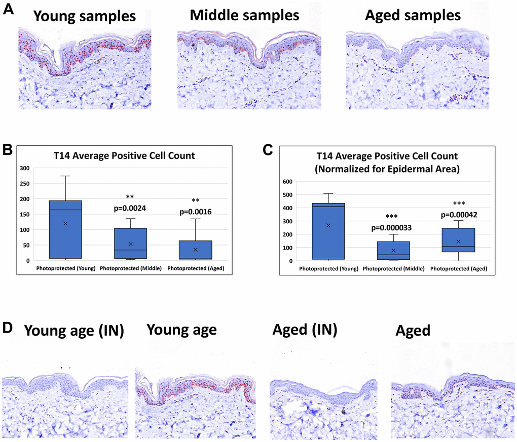 Detection of T14 in skin. (A) Immunohistochemistry of AChE T14 peptide expression is observed in both the dermis and epidermis. In the epidermis the expression is high in human skin of young subjects (16 to 31 years old), decreases in skin of middle-aged subjects (37 to 45 years old) and further declines in skin of aged subjects (50 to 70 years old). (B) Average number of epidermal cells with a positive AChE T14 peptide antibody stain. Young skin samples have a significantly higher expression (p value of 0.00018) of T14 positive cells compared to its expression in both middle-aged and aged skin samples. (C) Average number of epidermal cells with a positive AChE T14 peptide antibody stain normalized by epidermal area. Young skin samples have a significantly higher expression (p value of 0.0000015) of T14 positive cells per epidermal area compared to its expression in both middle-aged and aged skin samples. (D) Peptide block of T14 and anti-T14 staining of young PP skin sample and aged PP skin sample. Peptide successfully blocked T14 binding of epitope for both young and aged photo-protected skin tissues. N=10 in each group.