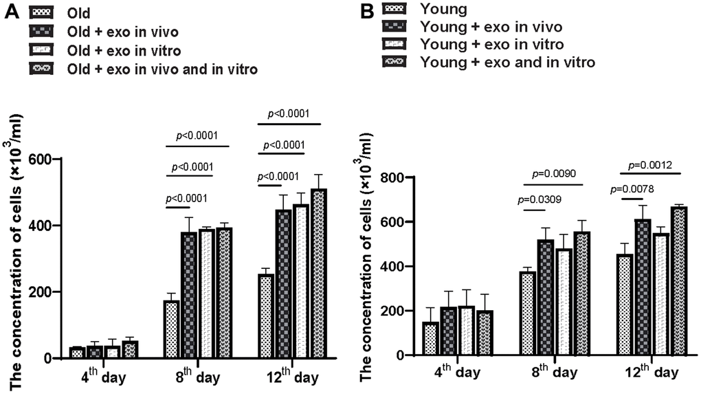 iPSC-derived exosomes significantly improved BMC proliferation. (A) Quantification of the concentration of BMCs from old mice in different treatment groups. Cloned BMCs were digested and calculated at 4, 8, and 12 d after treatment. Old: BMCs of untreated old mice; Old + exo in vivo: BMCs of old mice pre-treated with iPSC-derived exosomes via tail vein injection; Old + exo in vitro: BMCs of old mice were cultured with iPSC-exosomes in vitro; Old + exo in vivo and exo in vitro: BMCs of old mice pre-treated with iPSC-derived exosomes via tail vein injection were cultured with iPSC-exosomes in vitro. (B) Quantification of the concentration of BMCs from young mice with different treatment groups. Cloned BMCs were digested and calculated 4, 8, and 12 d after treatment. Young: BMCs of untreated young mice; Young + exo in vivo: BMCs of young mice pre-treated with iPSC-derived exosomes via tail vein injection; Young + exo in vitro: BMCs of untreated young mice were cultured with iPSC-exosomes in vitro; Young + exo in vivo and exo in vitro: BMCs of young mice pre-treated with iPSC-derived exosomes via tail vein injection were cultured with iPSC-exosomes in vitro. iPSCs, induced pluripotent stem cells; exo, exosomes; BMCs, bone marrow stromal cell.