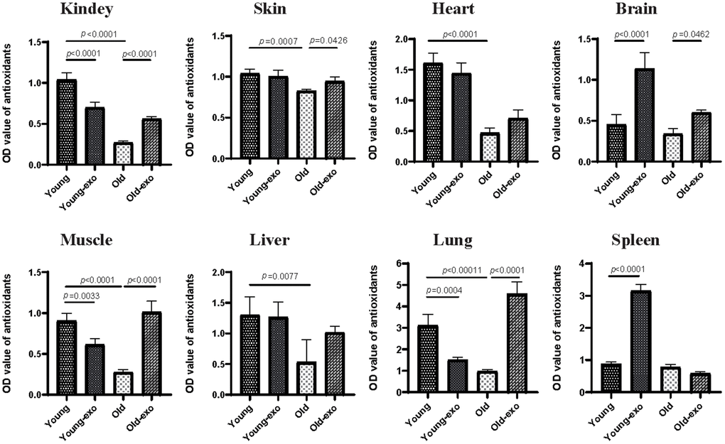 Treatment with iPSC-derived exosomes increased total antioxidant capacity (TAOC) in organs of old mice. The TAOC of heart, liver, spleen, lung, kidney, brain, skin, and muscle were measured using ABTS kit. Young: untreated young mice; young + exo: young mice pre-treated with iPSC-derived exosomes via tail vein injection; Old: untreated old mice; Old + exo: old mice pre-treated with iPSC-derived exosomes via tail vein injection. TAOC, the total antioxidant capacity; iPSCs, induced pluripotent stem cells; exo, exosomes.