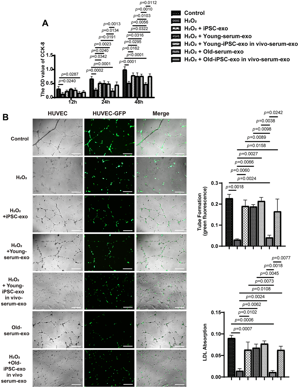 Treatment with iPSC-derived exosomes and serum exosomes of young mice restored endothelial function. (A) iPSC-derived exosomes and serum exosomes of young mice promoted the proliferation of HUVEC. The proliferation of HUVEC was detected using CCK8 kit after H2O2 injury. (B) iPSC-derived exosomes and serum exosomes of young mice restored the ability of endothelial cells to form tube after H2O2 injury. Green fluorescence was observed to measure the tube formation by endothelial cells. HUVEC, human umbilical vein endothelial cell; LDL, low density lipoprotein; AC-LDL, acetylated low density lipoprotein.