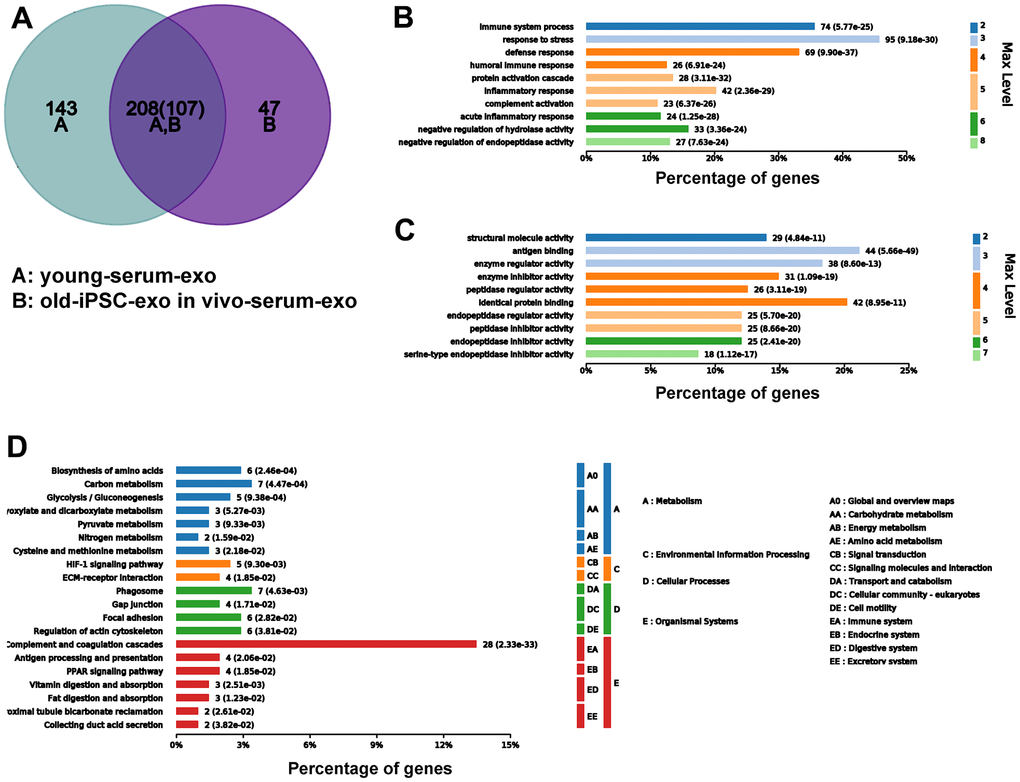 Serum exosomal protein profile of old mice pre-injected with iPSC-exosomes was similar to that of young mice in the untreated group. (A–D) Venn diagram, and GO and KEGG enrichment analyses of the common exosomal proteins in serum of old mice pre-injected with iPSC-exosomes and untreated mice.