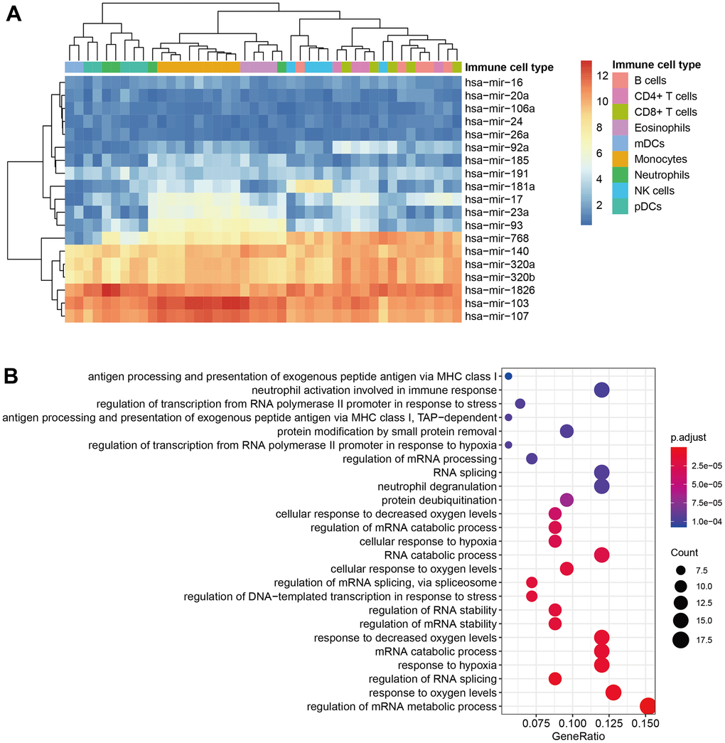 Identification of immune-related ceRNAs. (A) The heatmap of selected miRNA in immune cells. (B) The KEGG analysis of selected mRNA.