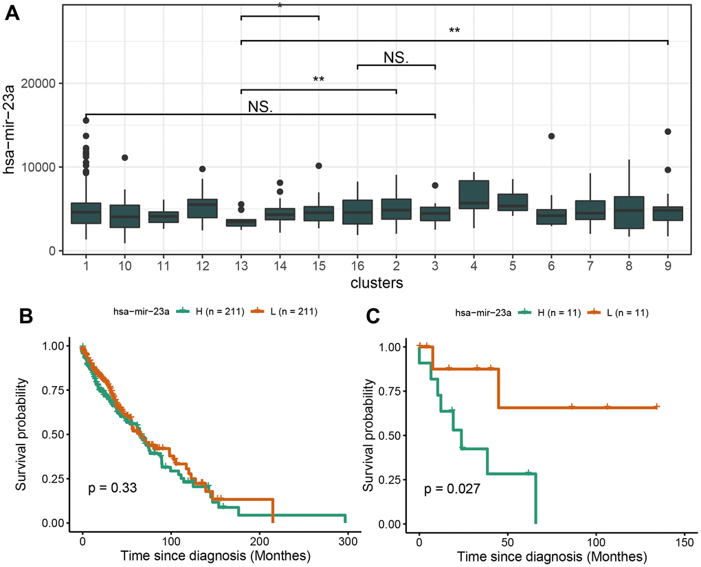 Survival analysis of hsa-miR-23a. (A) The expression profile of hsa-miR-23a in 16 clusters of LUSC. (B) The survival analysis of hsa-miR-23a in overall LUSC samples. (C) The survival analysis of hsa-miR-23a in RASA1-mutation cluster of LUSC.
