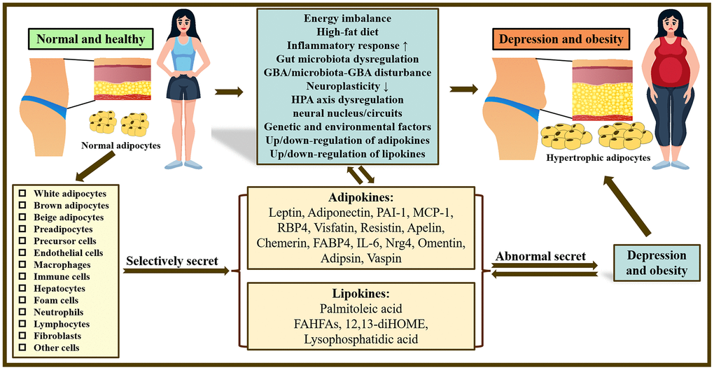 Overview of the mechanisms underlying the co-pathogenesis of depression and obesity: based on adipokines and lipokines. In the body, there are many kinds of adipocytes and different adipocytes can selectively release related adipokines and lipokines. Abnormal secretion of adipokines and lipokines plays a crucial role in obesity and depression and may be related to increased inflammatory response, gut microbiota disturbance, neuroplasticity, dysfunction of HPA as well as GBA/microbiota-GBA disturbance. Note: HPA axis, hypothalamic-pituitary-adrenal axis; GBA, gut-brain-axis; PAI-1, Plasminogen activator inhibitor type 1; MCP-1, Monocyte chemoattractant protein-1; RBP4, Retinol Binding Protein 4; FABP4, fatty acid-binding protein 4; IL-6, Interleukin 6; Nrg4, Neuregulin 4; FAHFAs, fatty acid esters of hydroxy fatty acids; 12,13-diHOME, 12,13-dihydroxy-(9Z)-octadecenoic acid.