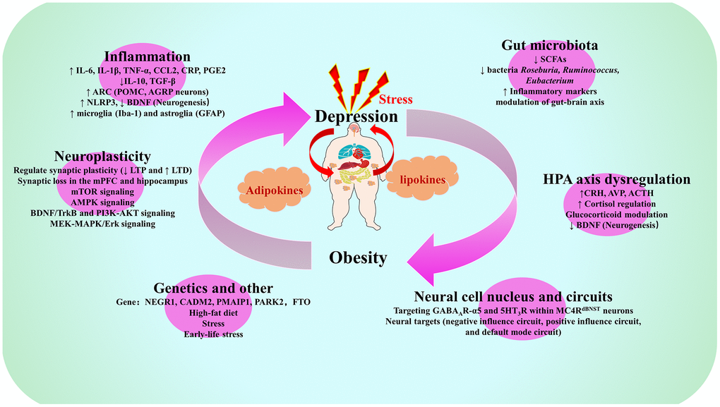 Summary map of common biological mechanisms of depression and obesity. Note: IL-6, Interleukin-6; IL-1β, Interleukin-1β; TNF-α, Tumor necrosis factor-α; CCL2, C-C motif chemokine ligand 2; CRP, C-reactive protein; PGE2, prostaglandin E2; IL-10, Interleukin-10; TGF-β, transforming growth factor-beta; ARC, arcuate nucleus of the hypothalamus; POMC, pro-opiomelanocortin; AGRP, agonist peptide-related peptide; NLRP3, NOD-like receptor family pyrin domain containing 3; BDNF. brain derived neurotrophic factor; Iba-1, ionized calcium binding adapter molecule-1; GFAP, glial fibrillary acidic protein; SCFAs, short-chain fatty acids; LTP long-term potentiation, LTD, long-term depression; mPFC, medial prefrontal cortex; mTOR, mechanistic target of rapamycin; AMPK, AMP-activated protein kinase; TrkB, tyrosine kinase receptor B; PI3K, phosphatidylinositol 3-kinase; AKT, protein kinase B; MEK, MAPK/extracellular signal-regulated kinase; MAPK, mitogen-activated protein kinases; ERK, extracellular signal-regulated kinase; CRH, corticotropin-releasing hormone; AVP, arginine vasopressin; ACTH, adrenocorticotropic hormone; NEGR1, neuronal growth regulator 1; CADM2, Cell adhesion molecule 2; PMAIP1, phorbol-12-myristate-13-acetate-induced protein 1; PARK2, E3 ubiquitin-protein ligase parkin; FTO, Fat mass and obesity-associated gene; GABA, gamma-aminobutyric acid; MC4R, melanocortin 4 receptor; dBNST, bed nucleus of the stria terminus.