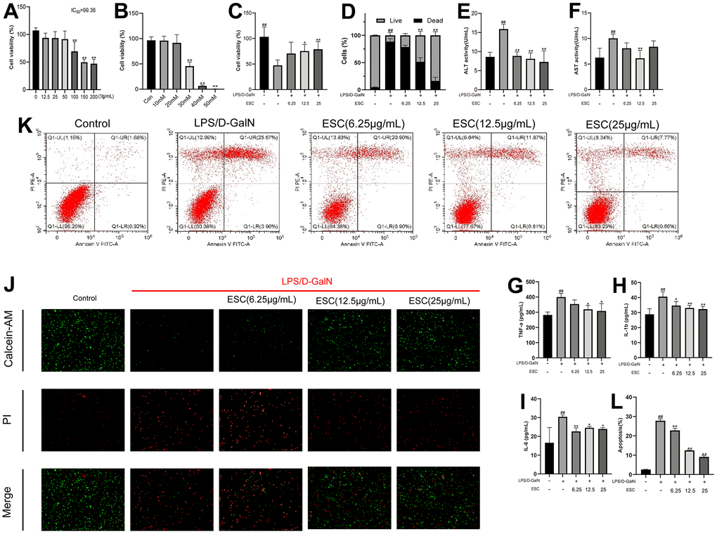 ESC alleviated acute liver failure in vitro (A) HepG2 cells were treated with 0-200 μg/mL ESC for 24 h. (B) HepG2 cells were treated with 0-50 mM D-GalN for 24 h. (C) HepG2 cells were exposed to 30mM D-GalN and 1 μg/mL LPS. Then, they were treated with 6.25, 12.5, and 25 μg/mL ESC medicated serum for 24 h or with blank serum. (D) Cell death percentage was determined by live/dead assay using fluorescent probe calcein-AM/PI. (E) The ALT, (F) AST, (G) TNF-α, (H) IL1-β, (I) IL-6 levels in the culture supernatant of HepG2 cells. (J) The calcein-AM/PI staining (100×). (K) The apoptotic status was measured through flow cytometry. (L) Percentages of apoptotic cells. Results of 3 independent experiments were described above, of which the significant ones were recorded as *p 